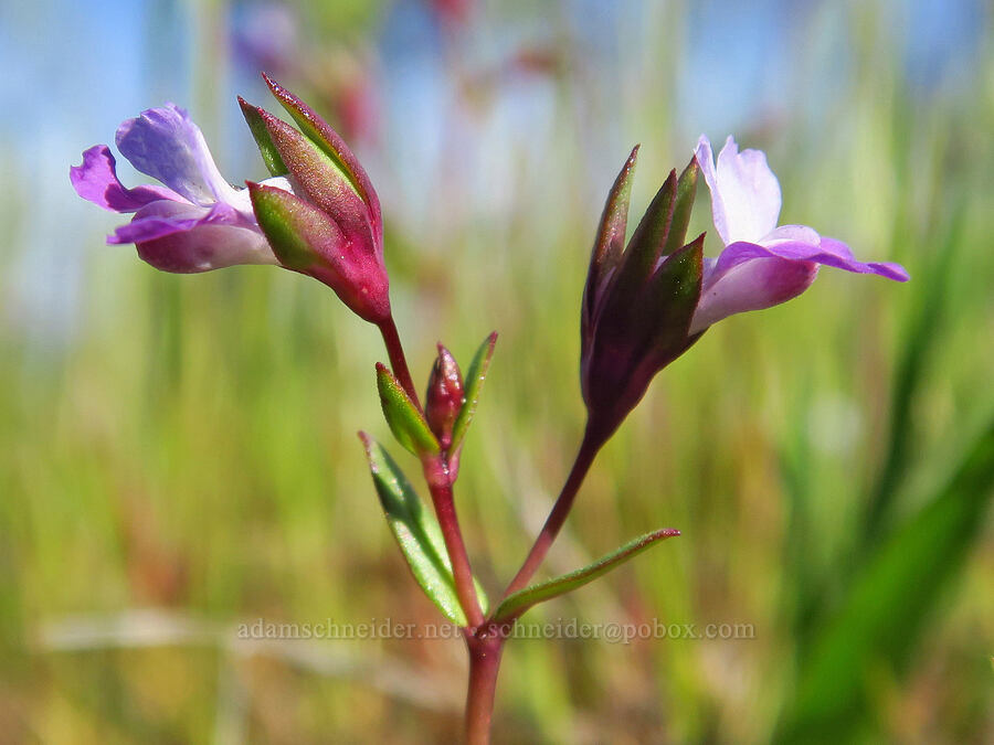 few-flowered blue-eyed-mary (Collinsia sparsiflora) [Memaloose Hills, Wasco County, Oregon]