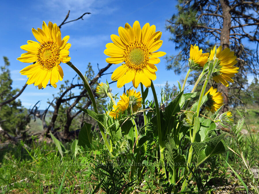 balsamroot (Balsamorhiza sp.) [Memaloose Hills, Wasco County, Oregon]