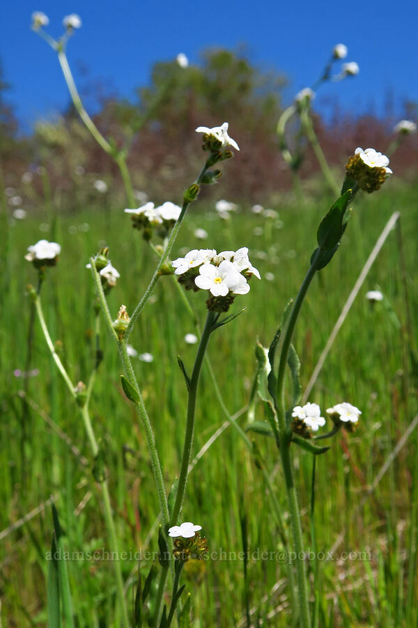rusty popcorn-flower (Plagiobothrys nothofulvus) [North Bank Habitat Management Area, Douglas County, Oregon]