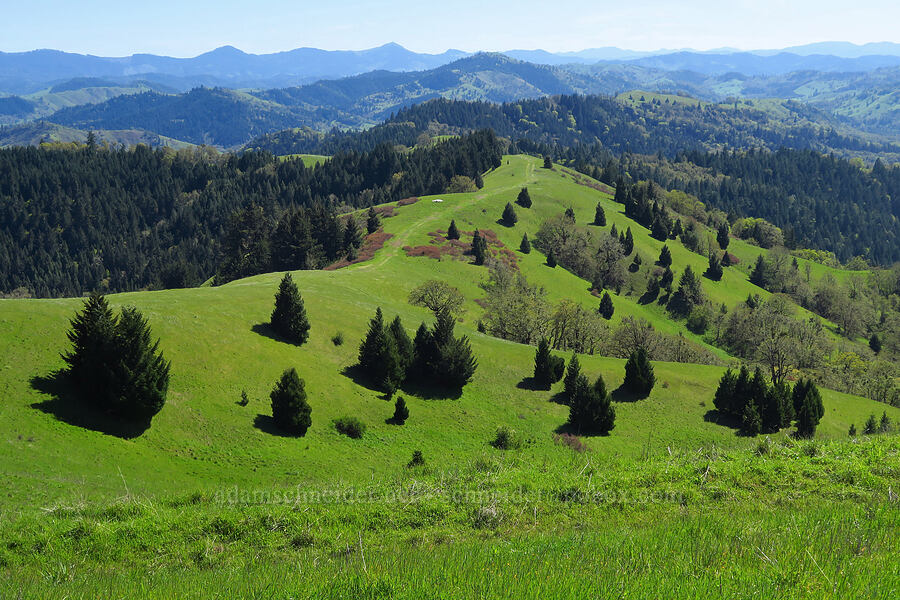 view to the south [North Bank Habitat Management Area, Douglas County, Oregon]