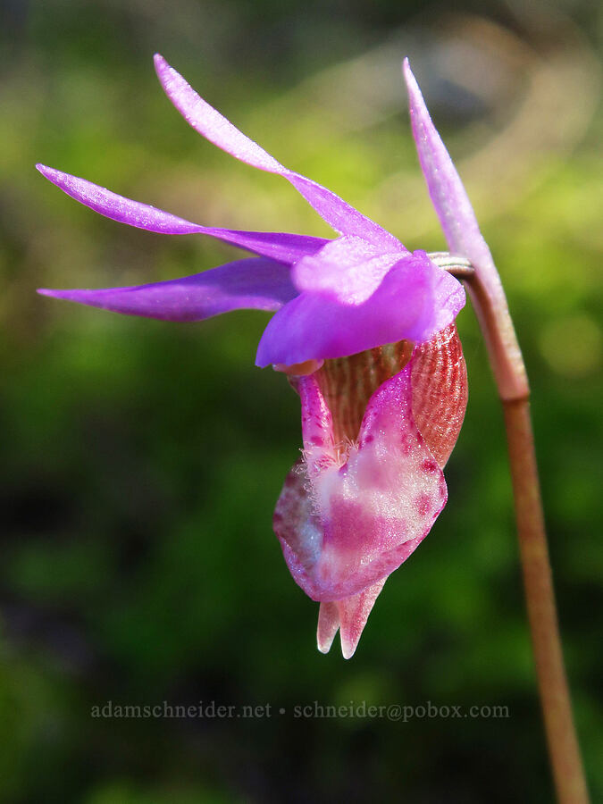 fairy-slipper orchid (Calypso bulbosa) [North Bank Habitat Management Area, Douglas County, Oregon]