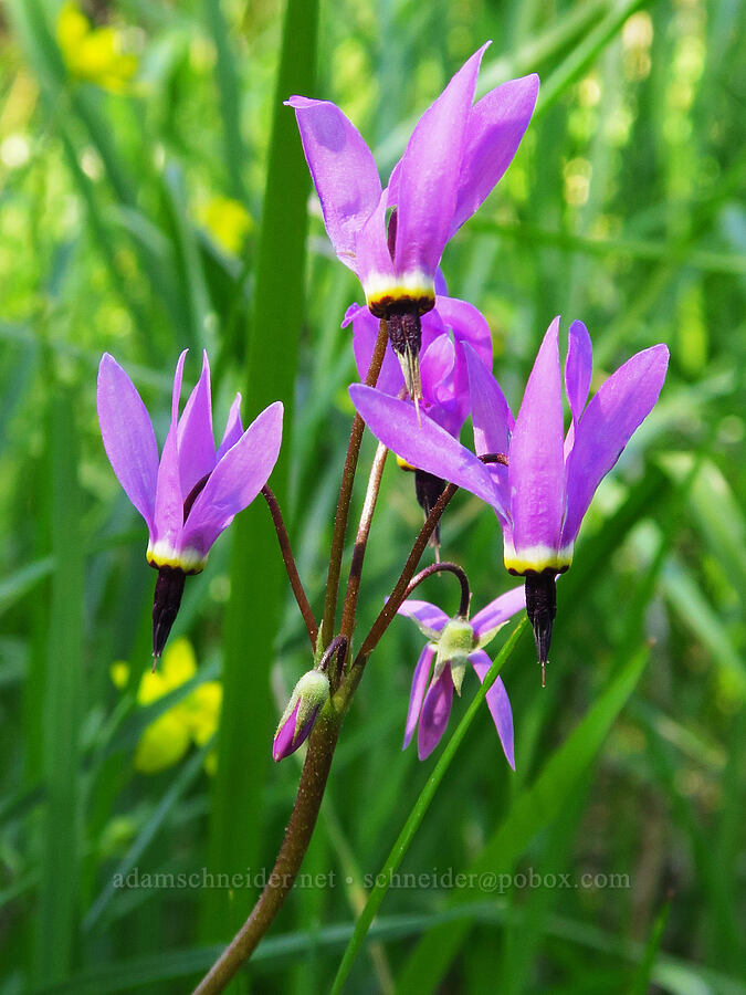 Henderson's shooting-star (Dodecatheon hendersonii (Primula hendersonii)) [North Bank Habitat Management Area, Douglas County, Oregon]