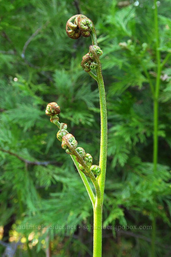 bracken fern, unfurling (Pteridium aquilinum) [North Bank Habitat Management Area, Douglas County, Oregon]