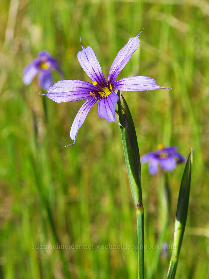 blue-eyed-grass (Sisyrinchium bellum) [North Bank Habitat Management Area, Douglas County, Oregon]