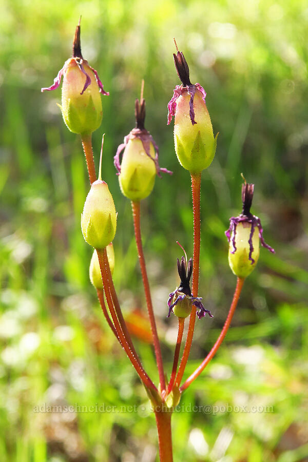 Henderson's shooting-star, going to seed (Dodecatheon hendersonii (Primula hendersonii)) [North Bank Habitat Management Area, Douglas County, Oregon]
