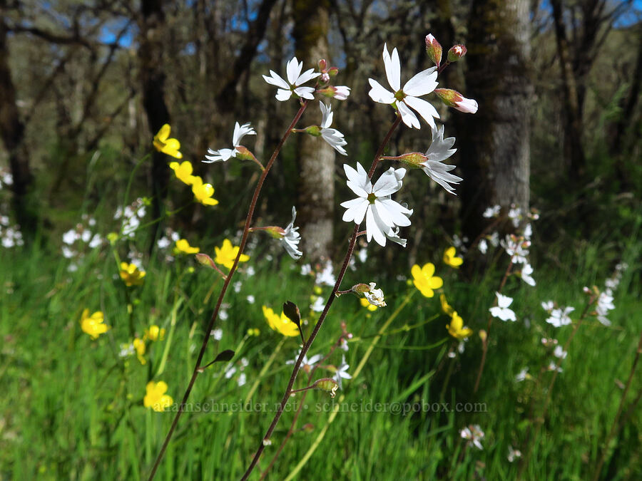prairie stars & western buttercups (Lithophragma parviflorum) [North Bank Habitat Management Area, Douglas County, Oregon]