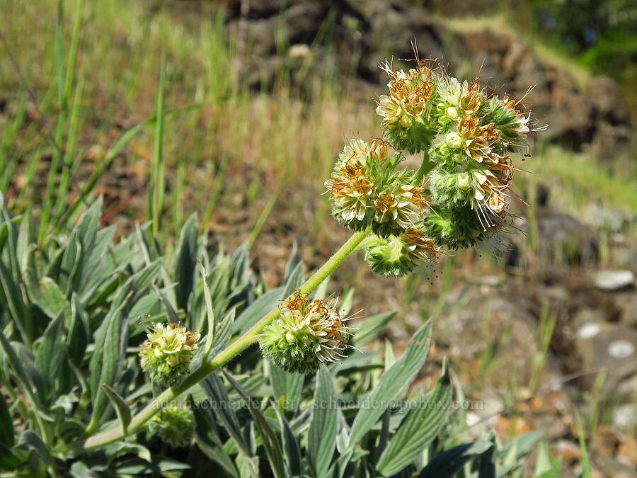 phacelia (Phacelia hastata) [North Bank Road, Douglas County, Oregon]