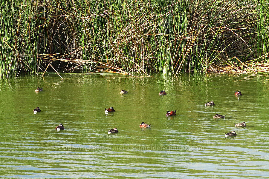 ruddy ducks (Oxyura jamaicensis) [Oso Flaco Lake, San Luis Obispo County, California]