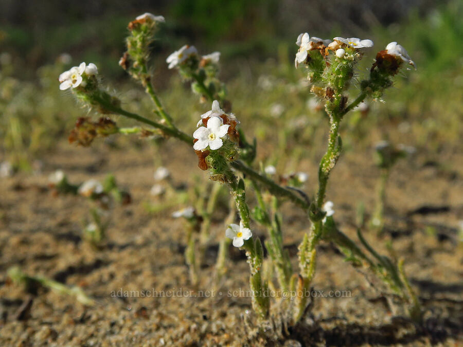 bristly cryptantha (Cryptantha hispidissima (Cryptantha clevelandii var. hispidissima)) [Oceano Dunes SVRA, San Luis Obispo County, California]