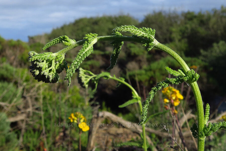 yarrow, budding (Achillea millefolium) [Oceano Dunes SVRA, San Luis Obispo County, California]