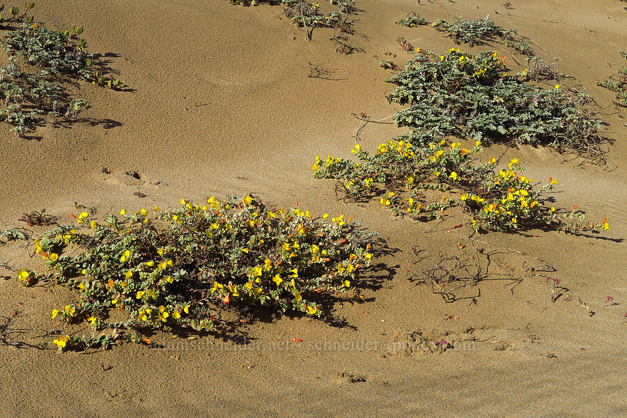beach sun-cups (Camissoniopsis cheiranthifolia (Camissonia cheiranthifolia)) [Oceano Dunes SVRA, San Luis Obispo County, California]