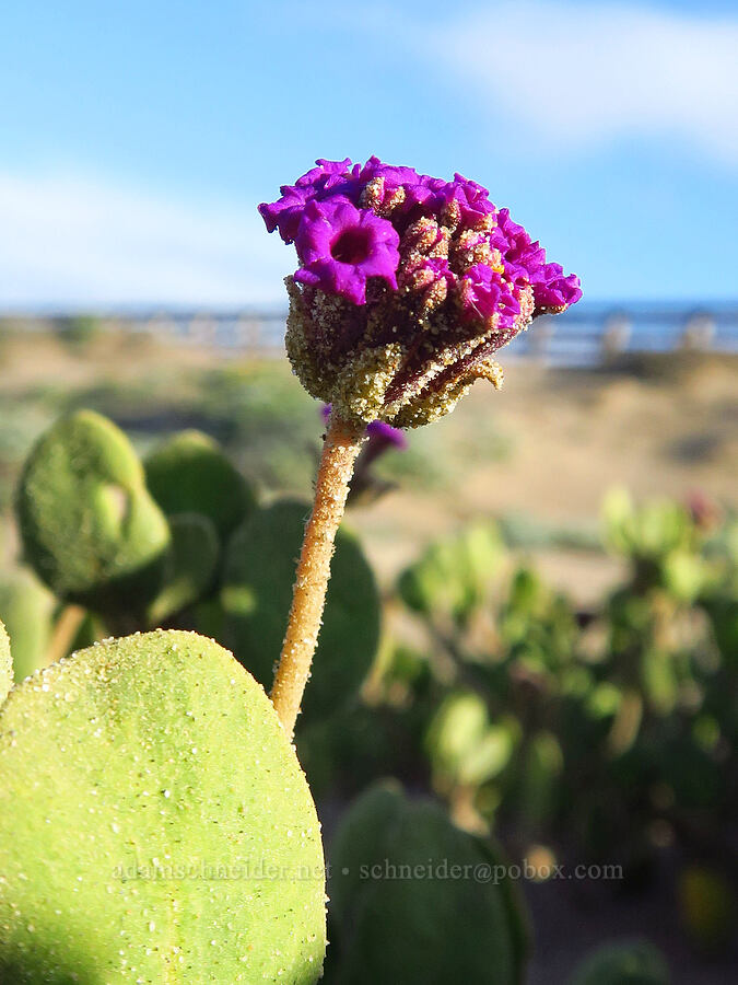 red sand-verbena (Abronia maritima) [Oceano Dunes SVRA, San Luis Obispo County, California]