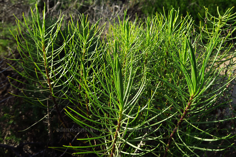 dune ragwort leaves (Senecio blochmaniae) [Oceano Dunes SVRA, San Luis Obispo County, California]