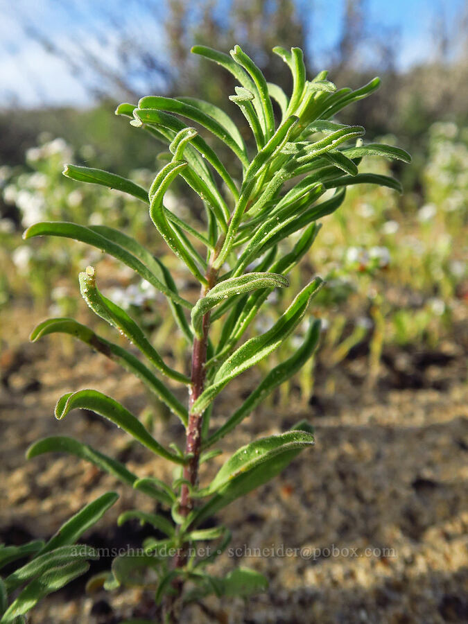 Blochman's leafy fleabane leaves (Erigeron blochmaniae) [Oceano Dunes SVRA, San Luis Obispo County, California]