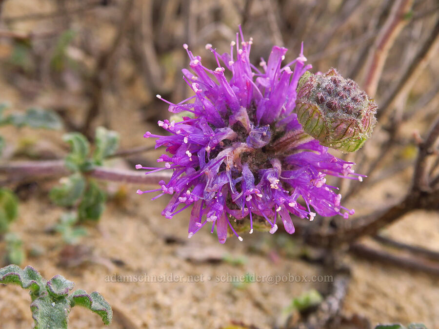 crisp/curly-leaf monardella (Monardella undulata ssp. crispa) [Oceano Dunes SVRA, San Luis Obispo County, California]