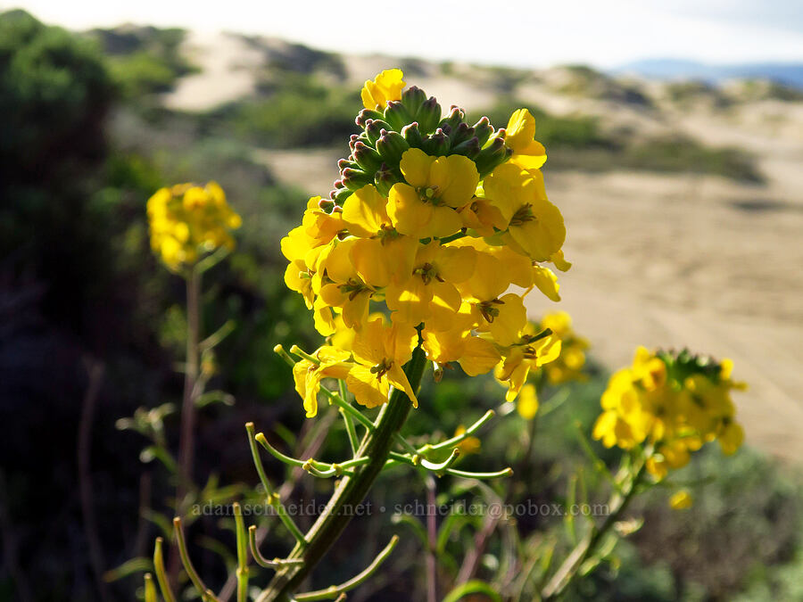 dune wallflower (Erysimum suffrutescens) [Oceano Dunes SVRA, San Luis Obispo County, California]