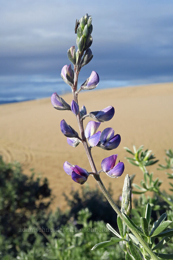 dune bush lupine (Lupinus chamissonis) [Oceano Dunes SVRA, San Luis Obispo County, California]