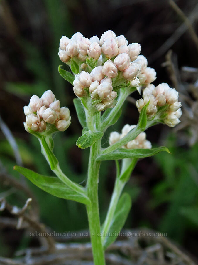 California cudweed (Pseudognaphalium californicum) [Oceano Dunes SVRA, San Luis Obispo County, California]