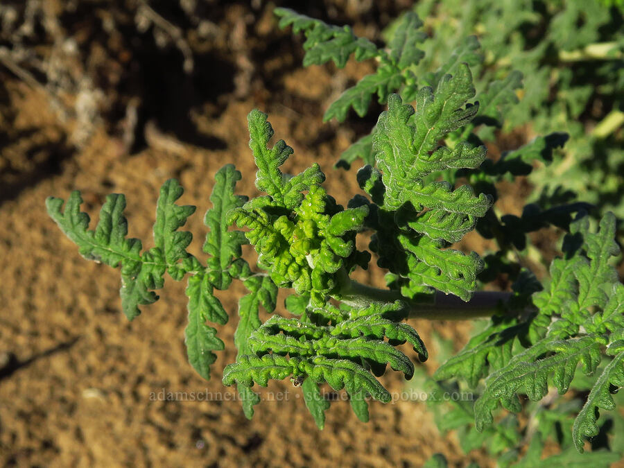 branching phacelia leaves (Phacelia ramosissima) [Oceano Dunes SVRA, San Luis Obispo County, California]