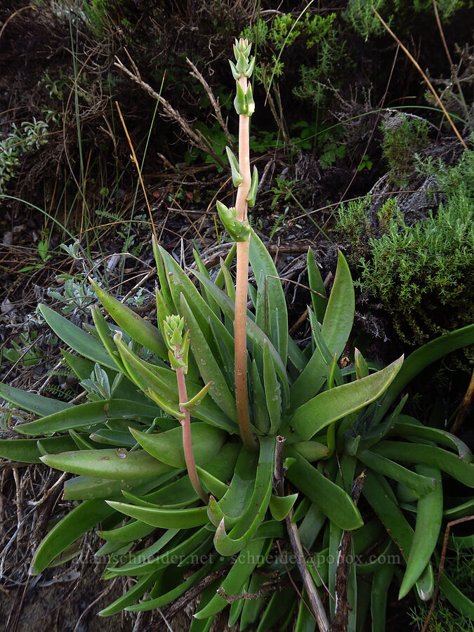 live-forever (which?) (Dudleya sp.) [Oceano Dunes SVRA, San Luis Obispo County, California]