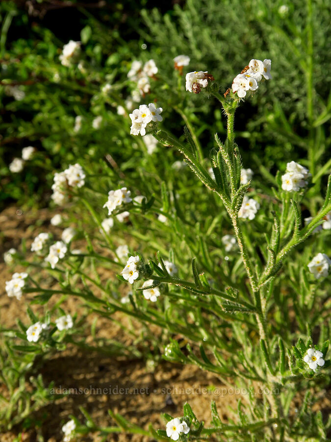 bristly cryptantha (Cryptantha hispidissima (Cryptantha clevelandii var. hispidissima)) [Oceano Dunes SVRA, San Luis Obispo County, California]