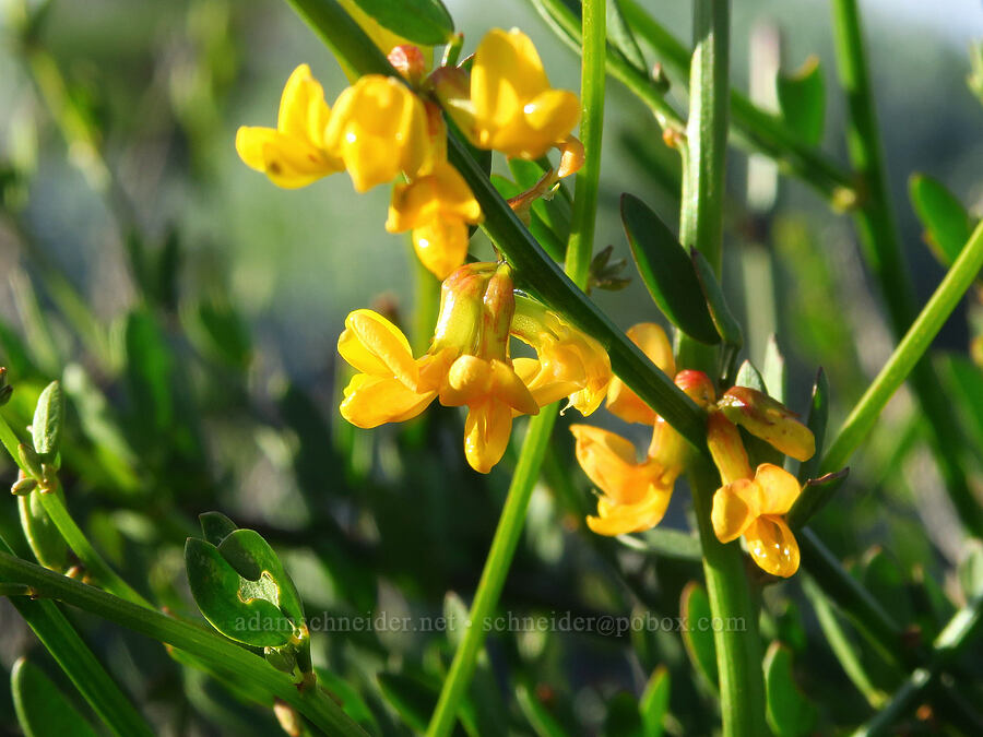 California broom (deer-weed) (Acmispon glaber (Lotus scoparius)) [Oceano Dunes SVRA, San Luis Obispo County, California]