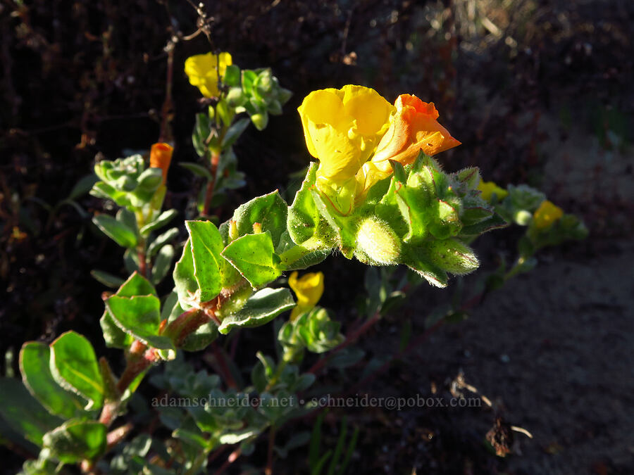 beach sun-cups (Camissoniopsis cheiranthifolia (Camissonia cheiranthifolia)) [Oceano Dunes SVRA, San Luis Obispo County, California]