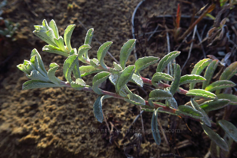 California sand-aster leaves (Corethrogyne filaginifolia var. californica (Lessingia filaginifolia)) [Oceano Dunes SVRA, San Luis Obispo County, California]