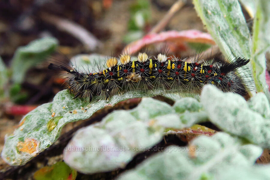western tussock moth caterpillar on pussy-paws leaves (Orgyia vetusta, Calyptridium monandrum (Cistanthe monandra)) [Oceano Dunes SVRA, San Luis Obispo County, California]