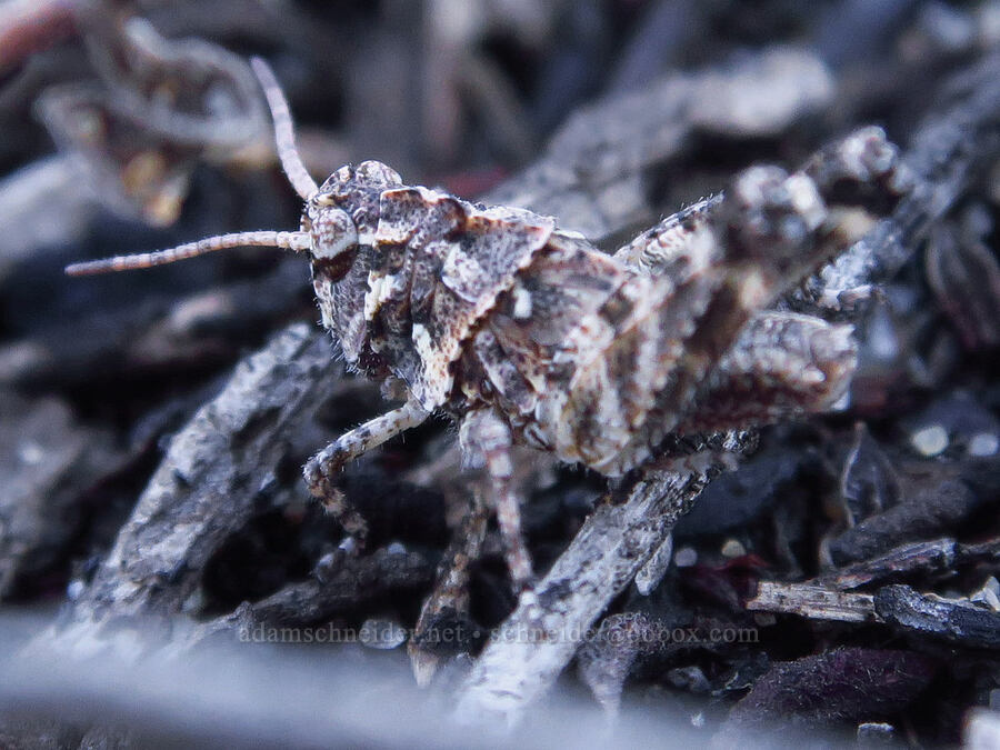 cristate grasshopper (Conozoa texana) [Oceano Dunes SVRA, San Luis Obispo County, California]