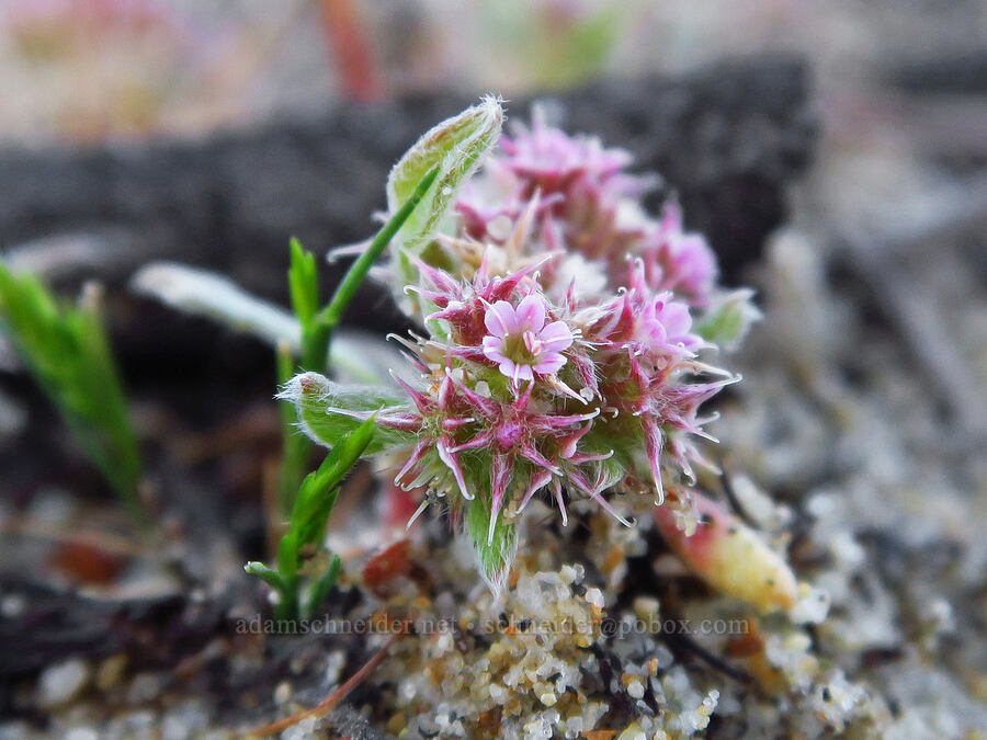 Eastwood's spineflower (Chorizanthe eastwoodiae) [Oceano Dunes SVRA, San Luis Obispo County, California]