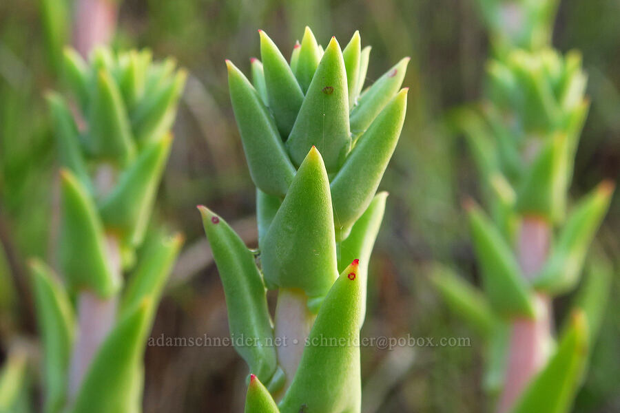 live-forever (which?) (Dudleya sp.) [Oceano Dunes SVRA, San Luis Obispo County, California]