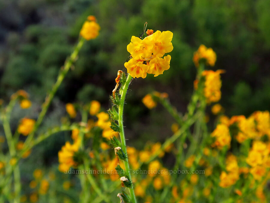 mesa fiddleneck (Amsinckia spectabilis var. microcarpa) [Oceano Dunes SVRA, San Luis Obispo County, California]