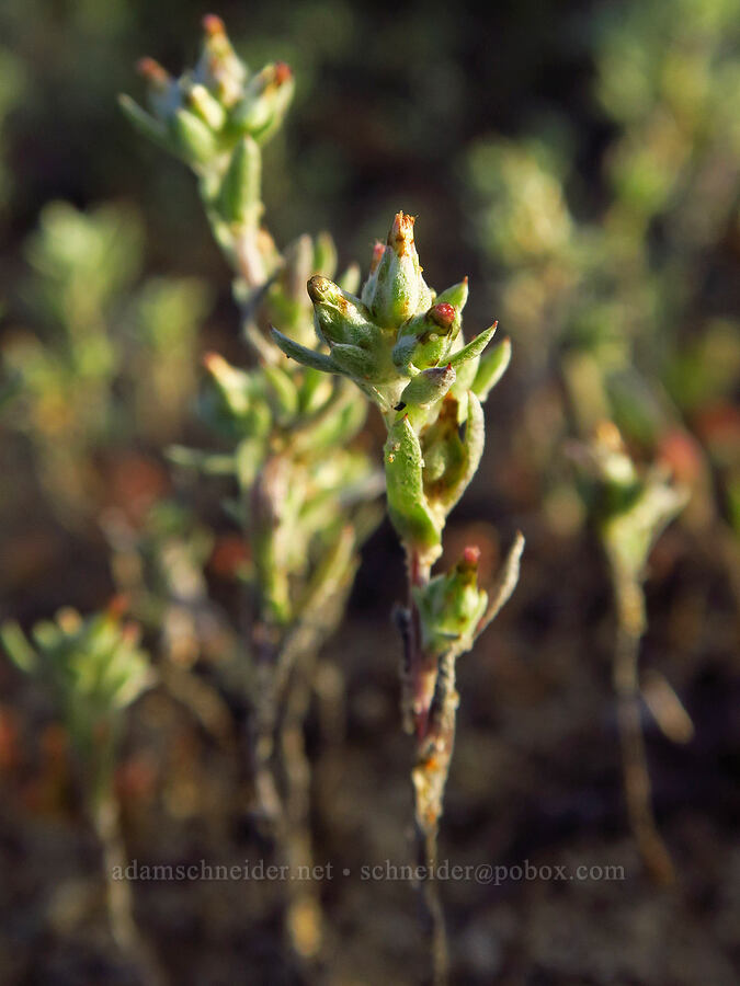 California cotton-rose (Logfia filaginoides (Filago californica)) [Oceano Dunes SVRA, San Luis Obispo County, California]