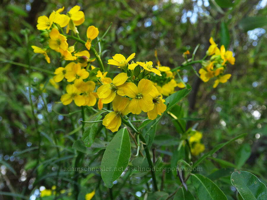 dune wallflower (Erysimum suffrutescens) [Oceano Dunes SVRA, San Luis Obispo County, California]