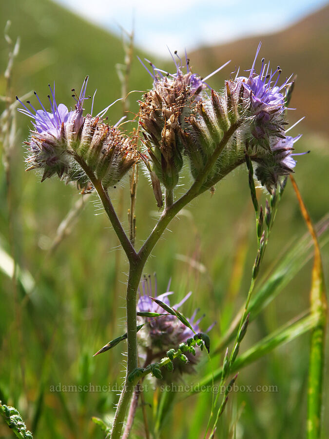 lacy phacelia (Phacelia tanacetifolia) [Panoche Hills, Fresno County, California]