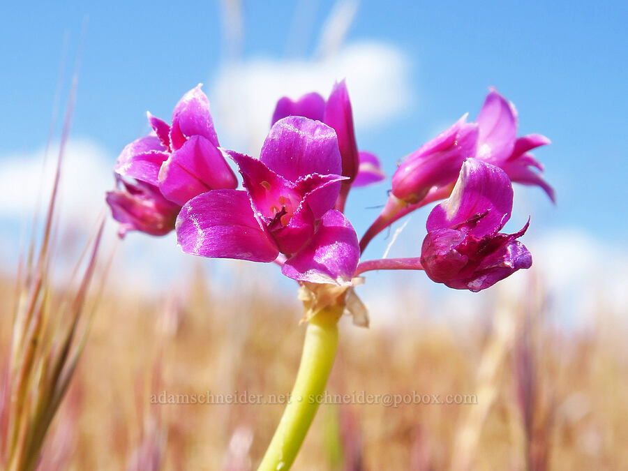 crinkled onion (Allium crispum) [Panoche Hills, Fresno County, California]