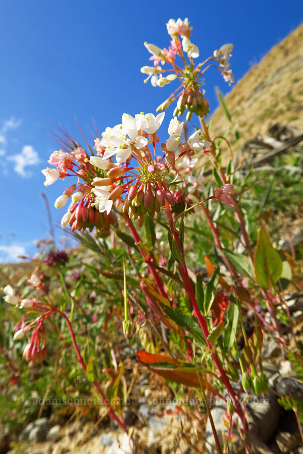 shredding evening-primrose (Booth's sun-cups) (Eremothera boothii ssp. decorticans (Camissonia boothii ssp. decorticans)) [Panoche Road, Fresno County, California]