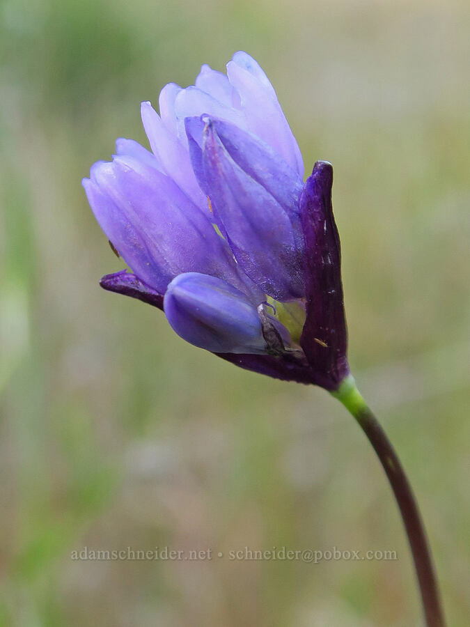 blue dicks (Dipterostemon capitatus (Dichelostemma capitatum)) [Griswold Canyon, San Benito County, California]