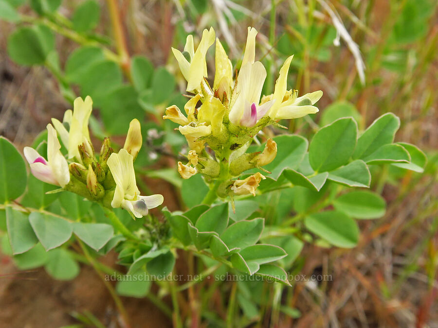 broad-leaf milk-vetch (Astragalus lentiginosus var. chartaceus (Astragalus lentiginosus var. platyphyllidius)) [near Sorefoot Creek, Wasco County, Oregon]
