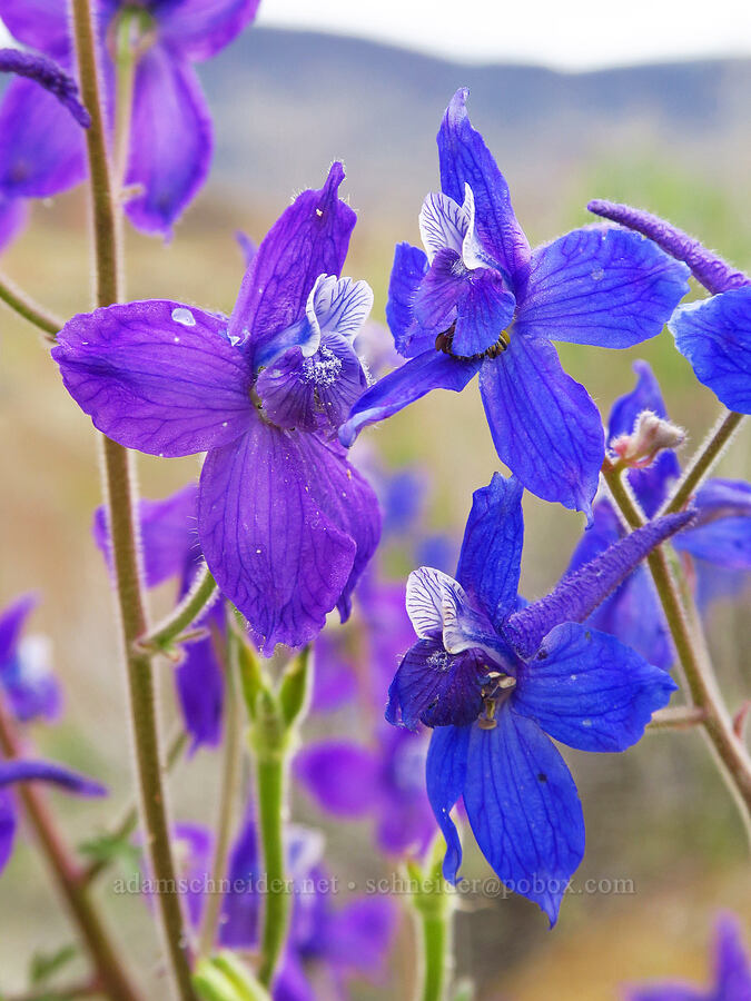 larkspur (Delphinium sp.) [near Sorefoot Creek, Wasco County, Oregon]