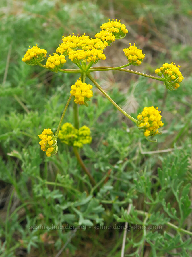 broad-sheath desert parsley (Lomatium vaginatum) [near Sorefoot Creek, Wasco County, Oregon]
