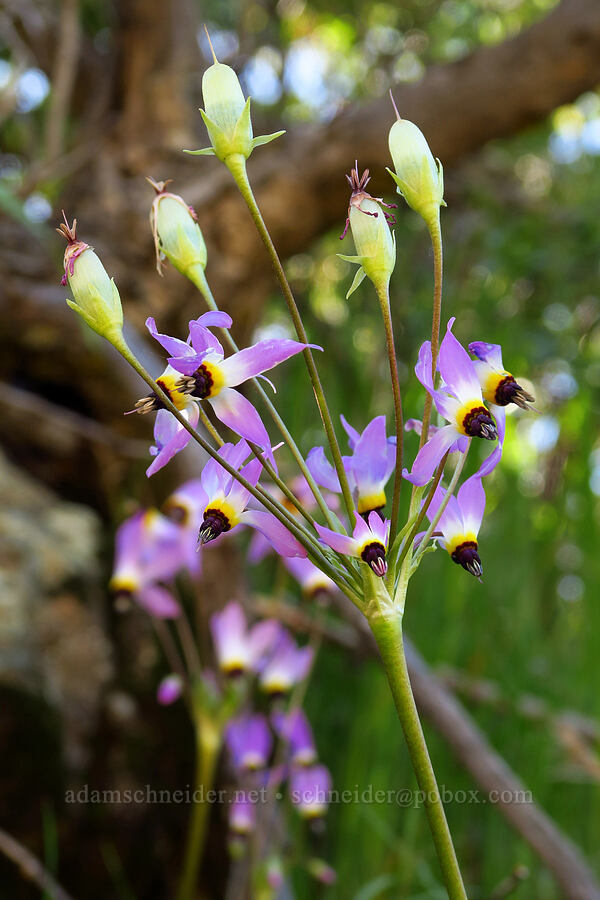 padre's shooting-star with flowers and fruits (Dodecatheon clevelandii (Primula clevelandii)) [La Panza Summit, Los Padres National Forest, San Luis Obispo County, California]