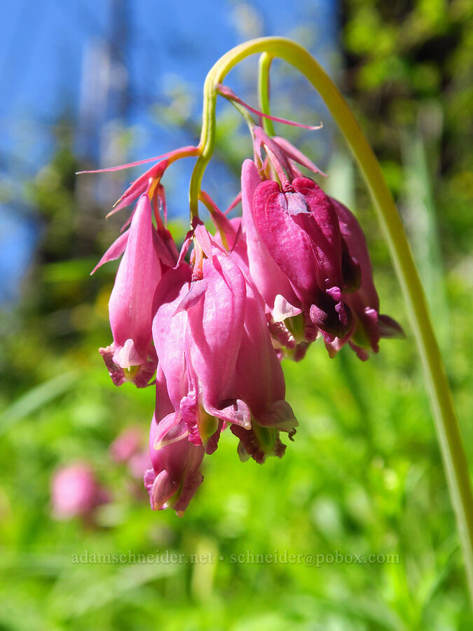 bleeding-hearts (Dicentra formosa) [Bald Mountain, Jackson County, Oregon]