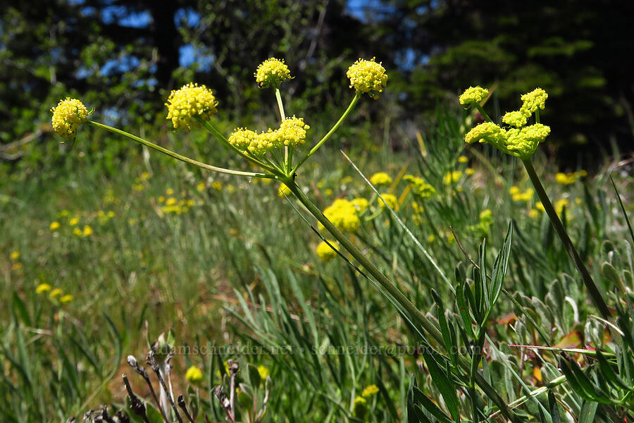 nine-leaf desert parsley (which?) (Lomatium triternatum) [Bald Mountain, Jackson County, Oregon]