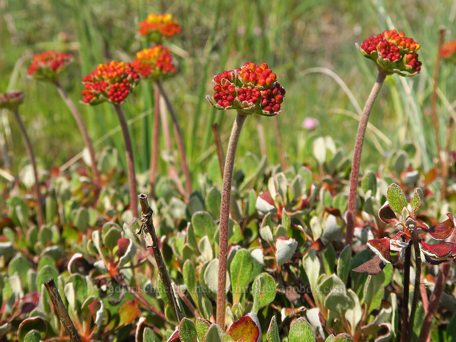 sulphur-flower buckwheat, budding (Eriogonum umbellatum) [Bald Mountain, Jackson County, Oregon]