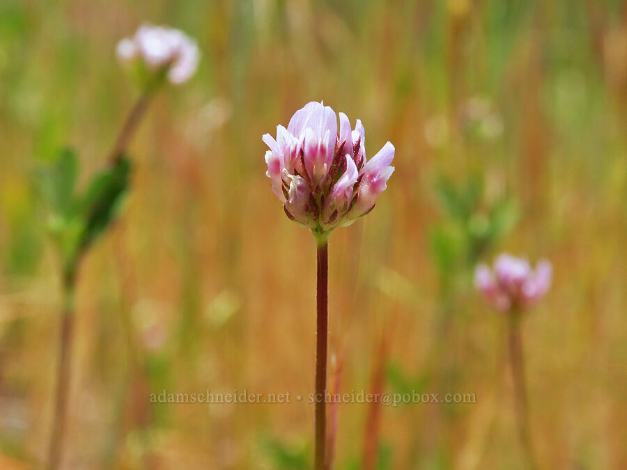 foothill clover (Trifolium ciliolatum) [Baldy Peak Trail, Rogue River-Siskiyou National Forest, Jackson County, Oregon]