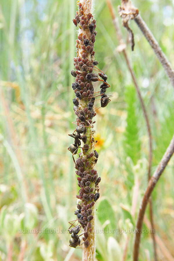ants tending an aphid farm (Formica sp.) [Baldy Peak, Rogue River-Siskiyou National Forest, Jackson County, Oregon]