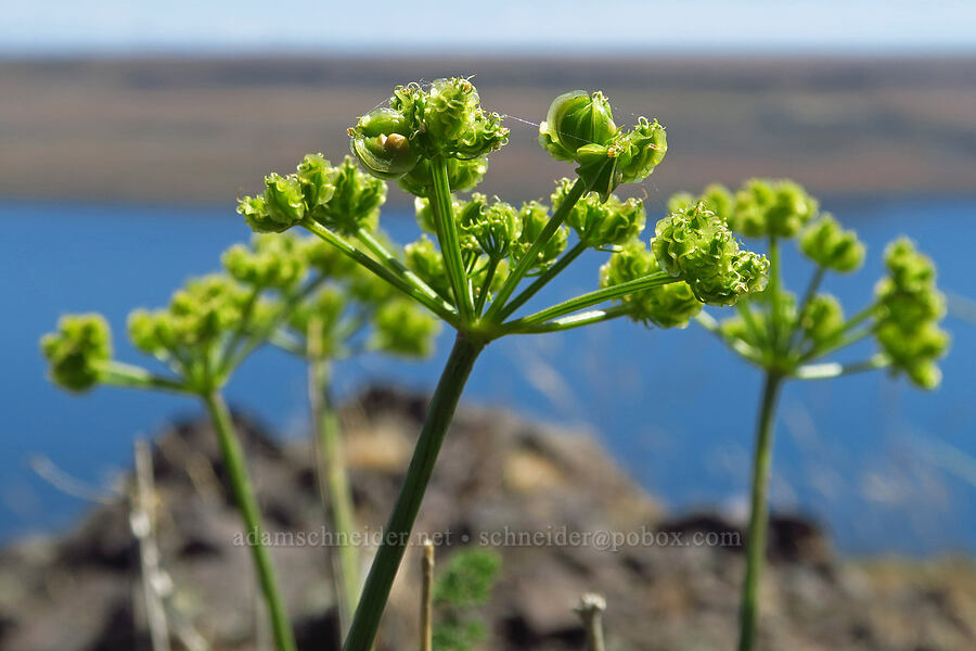 turpentine spring-parsley, going to seed (Cymopterus terebinthinus var. terebinthinus (Pteryxia terebinthina)) [Roosevelt Grade Road, Klickitat County, Washington]