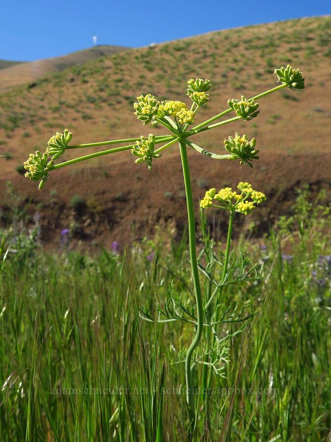 nine-leaf desert parsley (Lomatium brevifolium (Lomatium triternatum var. brevifolium)) [Highway 14, Klickitat County, Washington]